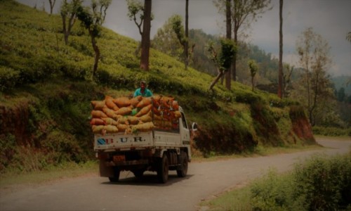 Zdjecie SRI LANKA / Ella / Passara Rd / Transport lici herbaty