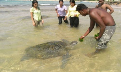 Zdjcie SRI LANKA / Poludnie / Hikkaduwa / Karmienie zolwia 