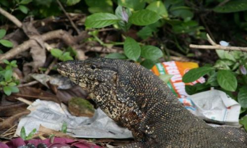 Zdjecie SRI LANKA / Poludnie / Deniyaya / Przybysz z prehistori?