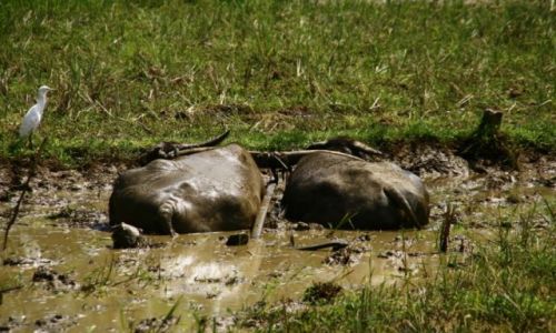 Zdjecie SRI LANKA / Poludnie / Deniyaya / Bawolowa siesta