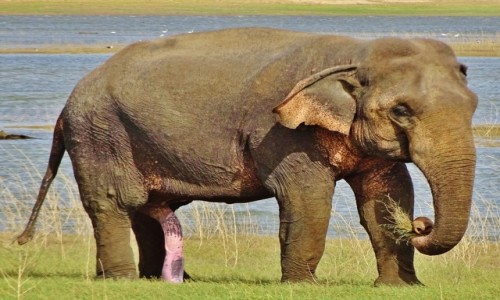 Zdjecie SRI LANKA / habarana / Kaudulla National Park / So z rowym czonkiem
