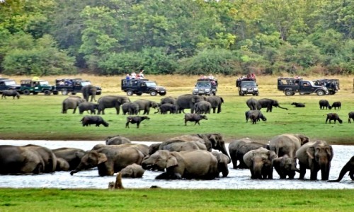 Zdjecie SRI LANKA / Habarana / Kaudulla National Park / Sonie u wodopoju