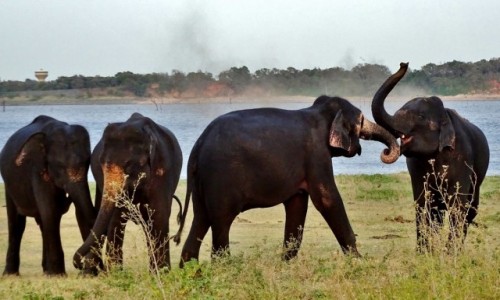 Zdjecie SRI LANKA / Habarana / Kaudulla National Park / Zabawy soni u wodopoju