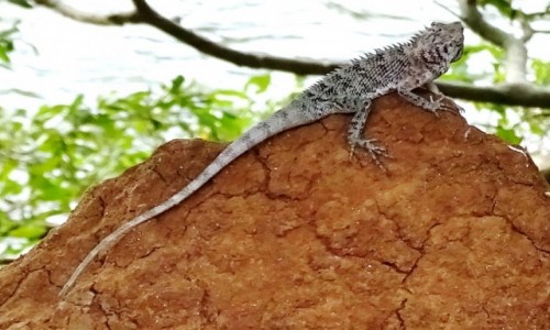 Zdjecie SRI LANKA / cay kraj / Caa wyspa / Kameleon