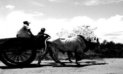 Zdjecie SRI LANKA / Wschodnie wybrzee / Niedaleko Trincomalee / wz