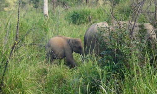 Zdjcie SRI LANKA / Yala / Yala / Ja za mam