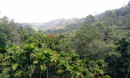 Zdjcie SRI LANKA / Nuwara Elija / Nuwara Elija / Sza tropikw