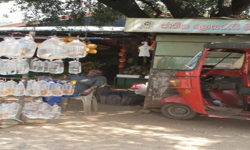 Zdj�cie SRI LANKA / centrum wyspy / Sri Lanka / Sklep Akwarystyczny ???
