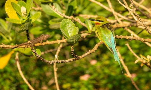 Zdjecie SRI LANKA / NP Udawalawe / . / Miszcz drugiego planu