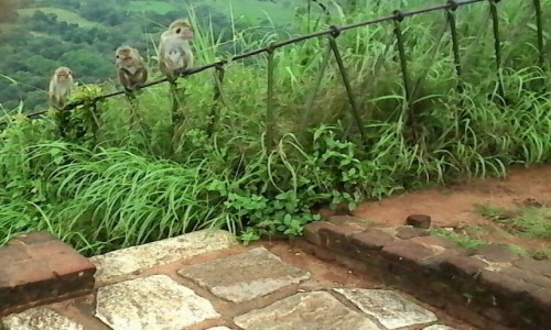 Zdjęcie SRI LANKA / Sri Lanca / Sri Lanka / Sri Lanka