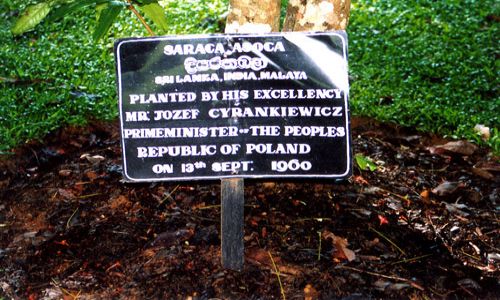 Zdjęcie SRI LANKA / brak / Ogród botaniczny / Mr Cyrankiewicz
