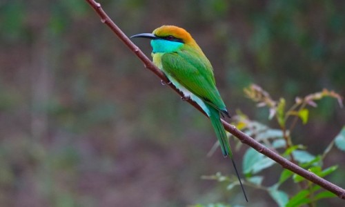 Zdjcie SRI LANKA / Badulla / Park Narodowy Udawalawe / ona wschodnia