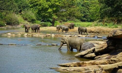Zdjęcie SRI LANKA / Pinnawali / Rzeka Ma Oya / Kąpielisko dla słoni