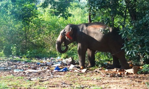 Zdjcie SRI LANKA / Matale / Po drodze / So na wysypisku mieci