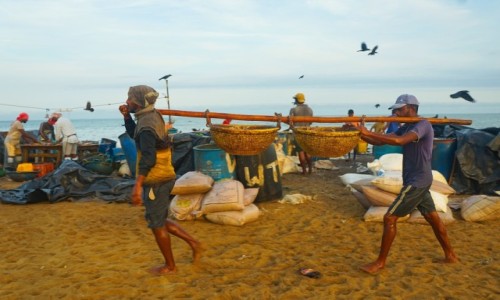 Zdjcie SRI LANKA / Negombo / . / Ranek na targu rybnym