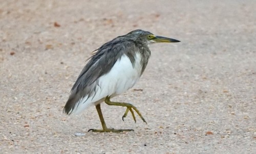 Zdjcie SRI LANKA / Badulla / Park Narodowy Udawalawe / Bczek tawy