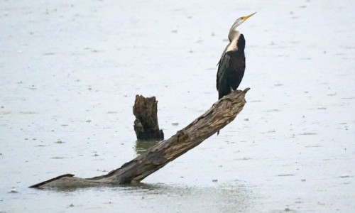 Zdjcie SRI LANKA /  Badulla / Park Narodowy Udawalawe / Wwka indyjska