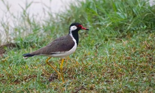 Zdjcie SRI LANKA /  Badulla / Park Narodowy Udawalawe / Czajka indyjska
