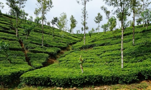 Zdjcie SRI LANKA / Haputale / Lipton's Seat / Na plantacji herbaty