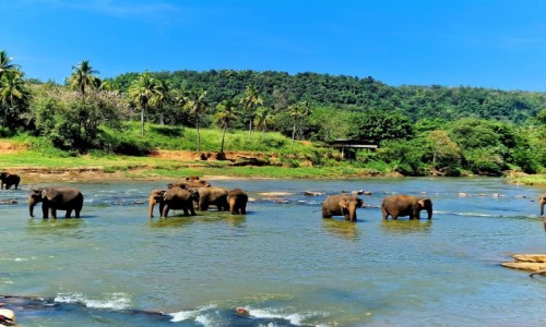 Zdjcie SRI LANKA / Pinnawala / Maha Oya / Sonie  w rzece Maha Oya