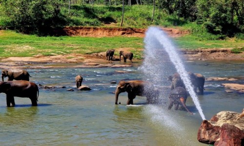 Zdjcie SRI LANKA / Pinnawala / Maha Oya / Sonie w kpieli
