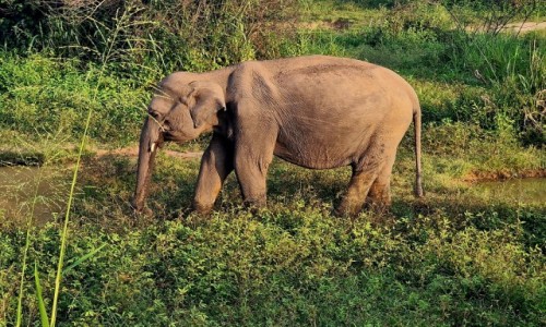 Zdjęcie SRI LANKA / Park Hurulu Eco / Park Hurulu Eco / Safari