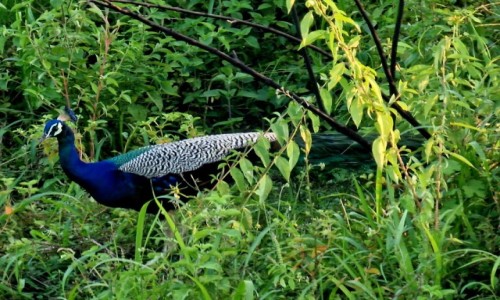 Zdjęcie SRI LANKA / Park Hurulu Eco / Park Hurulu Eco / Paw
