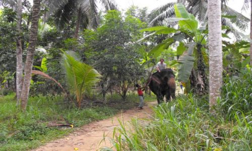 Zdjęcie SRI LANKA / Pinnawela Sri Lanka / niezapomniane chwile w rezerwacie słoni / ale  frajda....