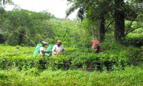 Zdjęcie SRI LANKA / Balapitya / środkowa Sri Lanka / zbiory herbaty
