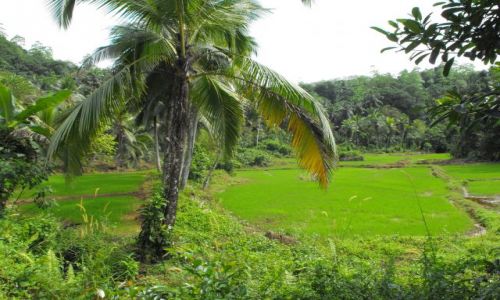Zdjęcie SRI LANKA / środkowa Sri Lanka / Kunawala / poletka  ryżowe w dżungli