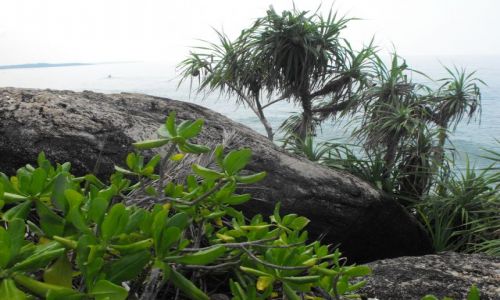 Zdjecie SRI LANKA / Hikkudawa / okolice plaży / fragment wybrzeża