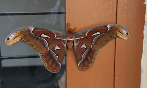 Zdjecie SRI LANKA / brak / Deniyaya / Nocny Motyl