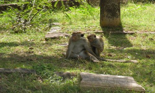 Zdjęcie SRI LANKA / Pollonaruwa / Ruiny starego miasta / Rodzinna sielanka