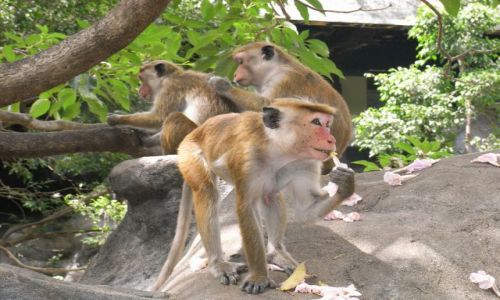 Zdjęcie SRI LANKA / brak / Dambulla /Rock Temple / W oczekiwaniu na turystow