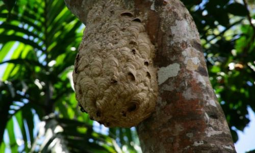 Zdjecie SRI LANKA / brak / Rezerwat deszczowego lasu Sinharaja / Gniazdo szerszeni