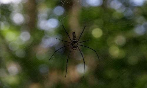 Zdjecie SRI LANKA / brak / Rezerwat deszczowego lasu Sinharaja / Pajak