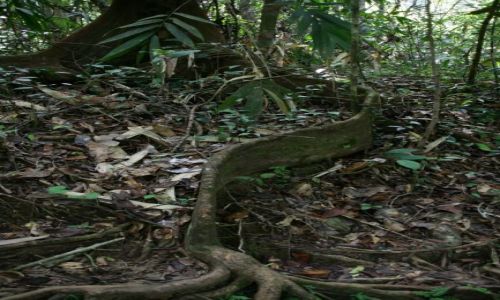 Zdjecie SRI LANKA / brak / Rezerwat deszczowego lasu Sinharaja / Korzen