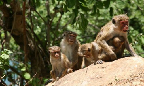 Zdjecie SRI LANKA / Prowincja centralna / Trasa Kandy-Hanguranketa / Grupa malpek