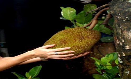 Zdjecie SRI LANKA / Beruwala / plantacja ananasw / Jack's fruit