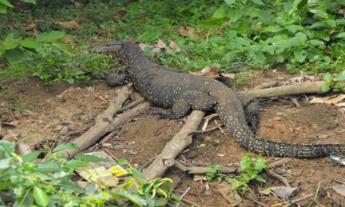 Zdjęcie SRI LANKA / Bentota / obok jakiegoś domostwa / wszedobylscy goście