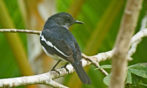 Zdjęcie SRI LANKA / Bentota / Bentota River / flora i fauna