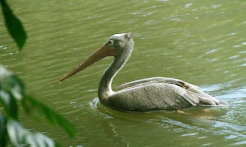Zdjęcie SRI LANKA / Bentota / Bentota River  / flora i fauna / pelikan
