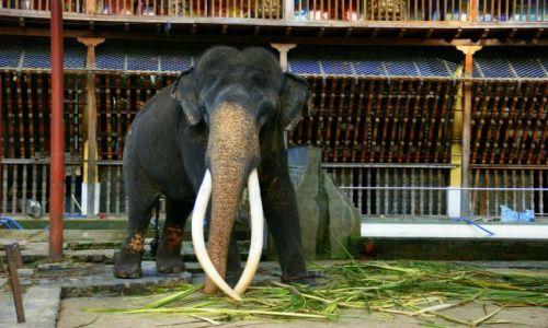 Zdjęcie SRI LANKA / Cejlon / Colombo / Proszę słonia
