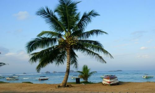 Zdjęcie SRI LANKA / Hikudawa / Hiludawa  / Palma