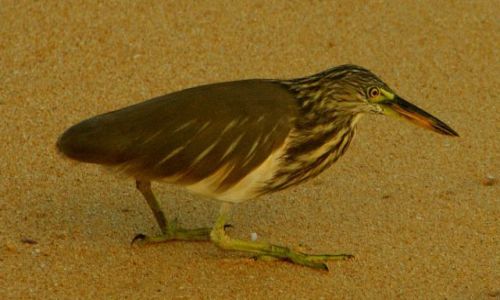 Zdjęcie SRI LANKA / Galle / Galle / Paskuda