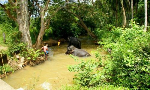 Zdjęcie SRI LANKA / Siliguri / Siliguri / Kąpiel