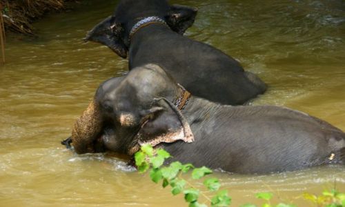 Zdjęcie SRI LANKA / Siliguri / Siliguri / Szczęśliwe