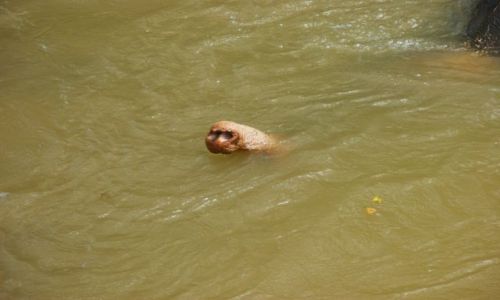 Zdjęcie SRI LANKA / Siliguri / Siliguri / Trąba