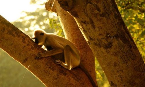 Zdjęcie SRI LANKA / Siliguri / Siliguri / Manki