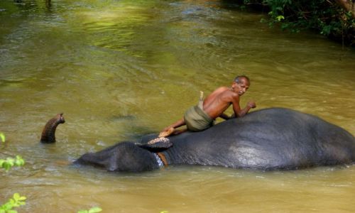 Zdjęcie SRI LANKA / Siliguri / Siliguri / Myjemy słonia